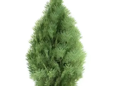 Chamecyparis Lawsoniana Shrub Plant 3D model