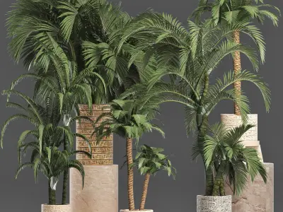 Plants Collection 202 Egyptian Palms 3D model