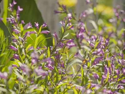 Maxtree Plant Models Vol 143 - Mesh 3D model