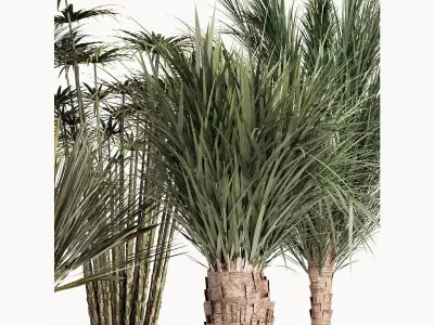 PALM PLANT SET 3D model