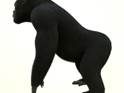 GORILLA 3D model