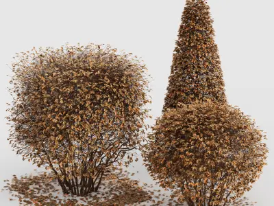 4diffrent bush Dwarf Yaupon Holly Box Spherical Cone Winter Free 3D model