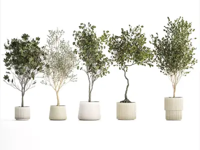 Set Of Beautiful Trees In Pots For Decoration 1331 3D model