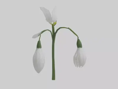 Snowdrop model 3D model