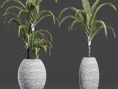 Plants Collection 185 Palm 3D model