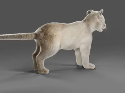 Fur White Lion Cub No Rigged Low-poly 3D model
