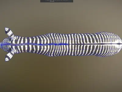 Zebra Animated Low Poly  Low-poly 3D model
