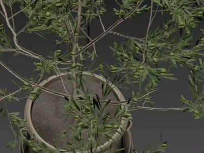 plant in pots  set 12 3D model