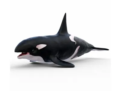 Realistic Killer Whale Low-poly 3D model