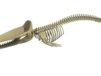 Sperm Whale Skeleton 3D model