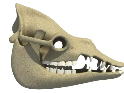Bones Camel Skull 3D model