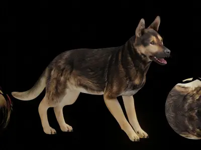 Shiloh Shepherd Dog Low-poly 3D model