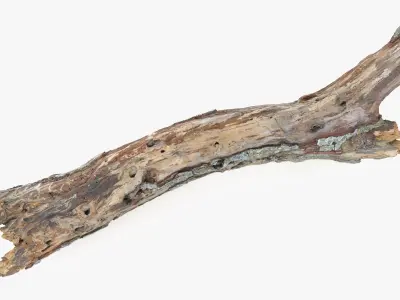 Withered Tree Hide Low-poly 3D model