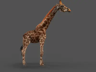 Fur Giraffe NO Rigged in Blender Low-poly 3D model