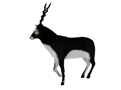 3D Blackbuck RIgged and Animated 3D model
