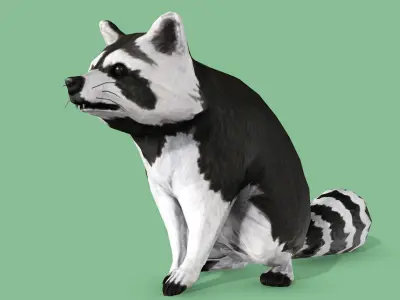 Raccoon Rigged Animated 3 Low-poly 3D model