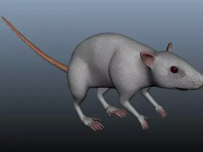 Mouse 3D Model rat Low-poly 3D model