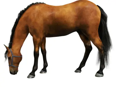 Horse grazing 3D model