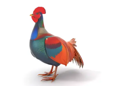 Vibrant Rooster model pack Low-poly 3D model