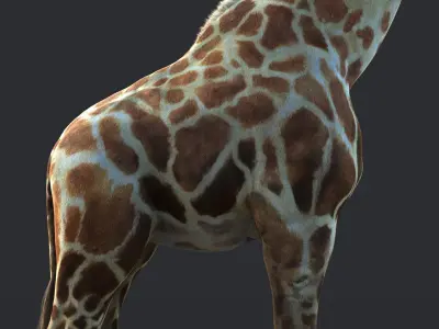 Giraffe XGEN CORE RIGGED 3D model