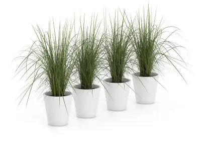 Four Plants in White Pots 3D model