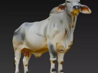 Brahman Bull 3D Model Low-poly 3D model