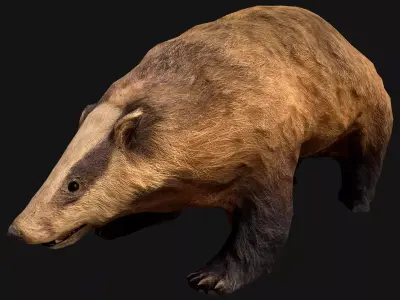Badger Low-poly 3D model