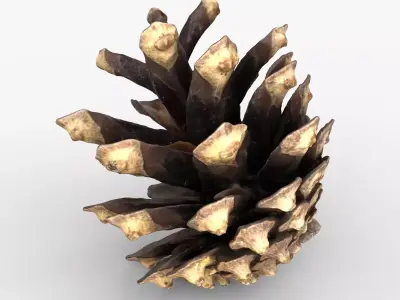 Photorealistic 3D scan of pine conifer cone Low-poly 3D model