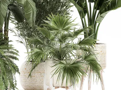 Ornamental plants in rattan baskets 1086 3D model