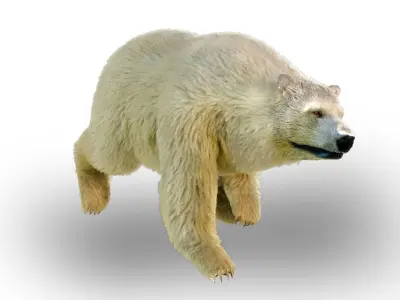 White Bear Fur animated  Low-poly 3D model