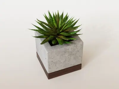 Small Aloes in concrete pot 3D model