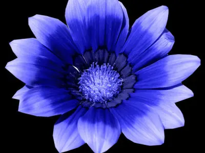 Unreal engine 5 particles flower FX animation2 3D model