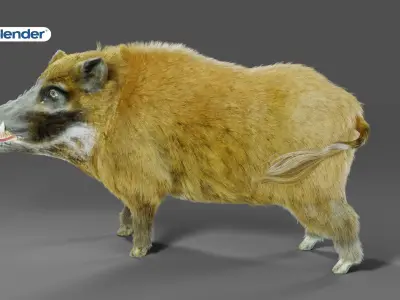 Fur Black Wild Boar Rigged V05 in Blender Low-poly 3D model