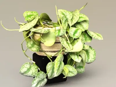 silver splash pothos nature 3D model