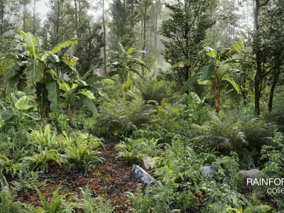  Rainforest Collection 