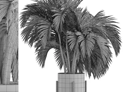 Plants Collection 138 Big Palm 3D model