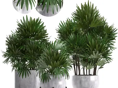 Rhapis palms 3D model
