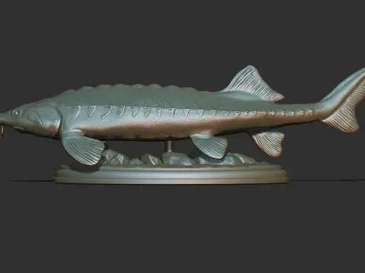 Sturgeon Beluga fish on the base 3D print model