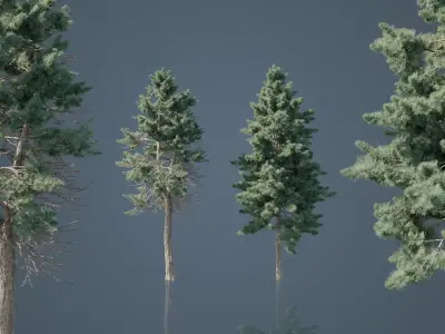 Tall Conifer Trees Low-poly 3D model