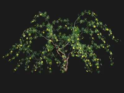 Allamanda cathartica - Golden Trumpet 3D model