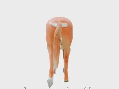 Chestnut Warmblood Horse with Energetic Performance Low-poly 3D model