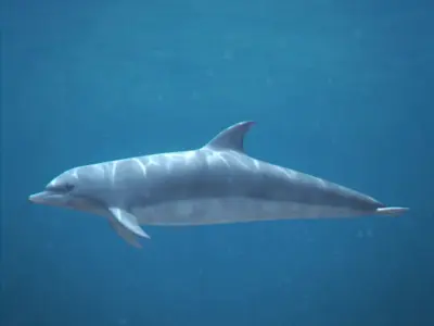 Pack - Marine Mammals 3D model