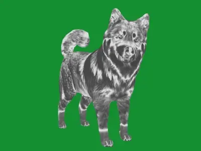 Finnish Lapphund Dog Breed 3D model