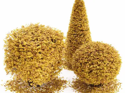 4diffrent bush Dwarf Yaupon Holly Box Spherical Cone Fall 3D model