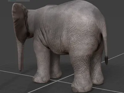 baby Elephant  3D model