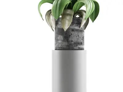 Plants Collection 89 3D model