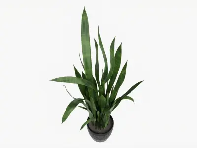 Snake plant Dracaena trifasciata 02 3D model