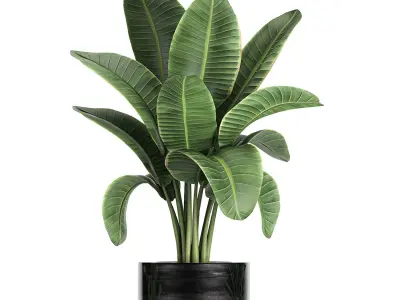 Decorative banana palm in flower pots for the interior 718 3D model