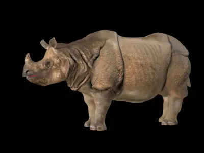 Indian Rhinoceros 3D model