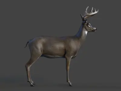 Male Deer Low-poly 3D model